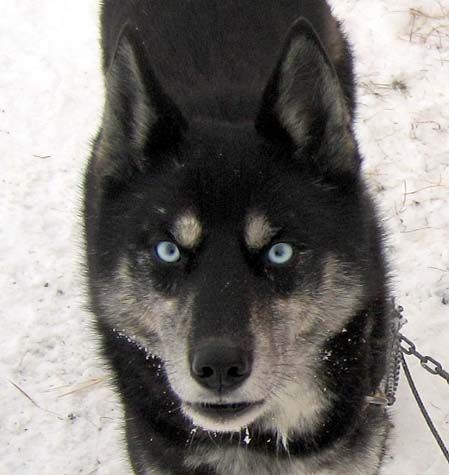 Photo of Nay-La-Chee's Cool Rascal Ravn