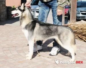 Photo of Kristari´s Precious O´Ciucki