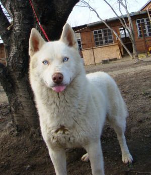Photo of Barskii Dom Feniks