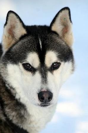 Photo of NorthWapiti's Fritz