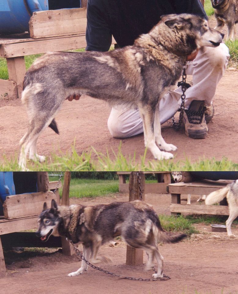 Photo of Kodiak’s Jewel Second