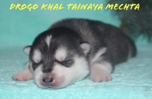 Photo of Drogo Khal Tainaya Mechta