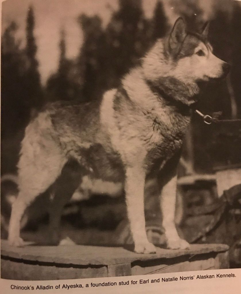 Photo of Chinook’s Alladin Of Alyeska