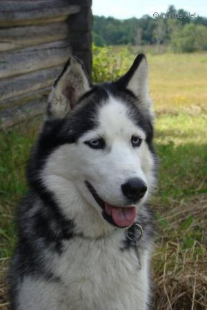 Photo of Vyuga s Yukona