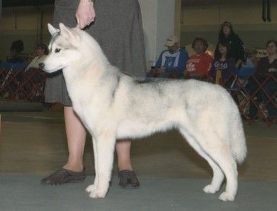 Photo of Trillium Blue's Naniloa At Traxx