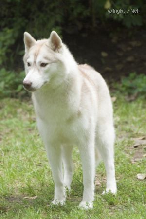 Photo of Husky Haven Evening Rose