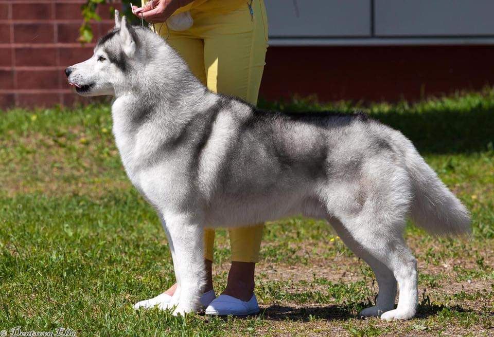 Photo of Happy Husky Benghal