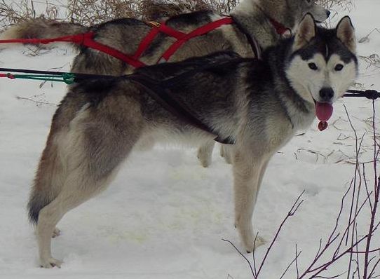 Photo of NorthWapiti’s Todd