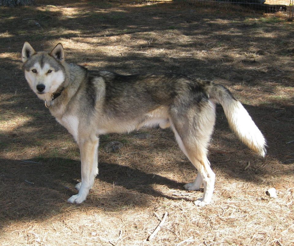 Photo of Niikeenuk Champagne
