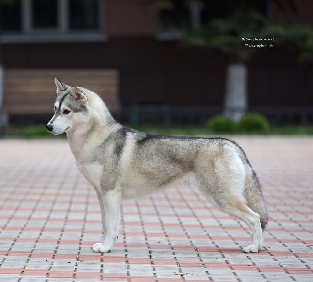 Photo of pakira stars jasmin