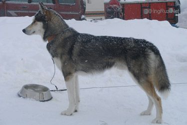 Photo of A’Tebs Yukon Jack Of Wolf