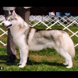 Photo of Grawyn’s Fuzz Buster