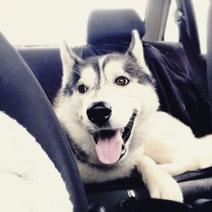 Photo of Husky Haven Arroyo Grande