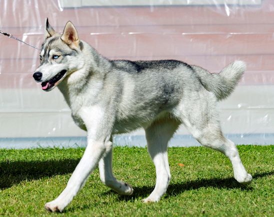 Photo of Kaylenberg's Are You Sirius