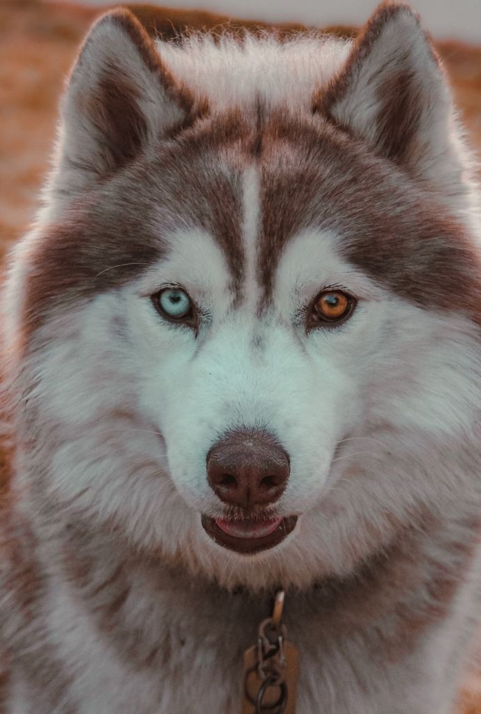 Photo of Kodachrome Blix
