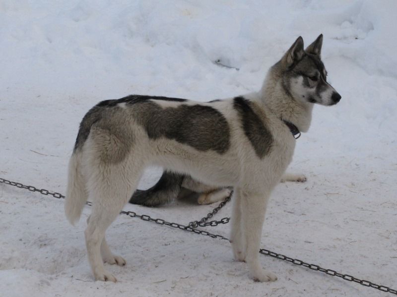 Photo of Hanouk des P’tits Loups Vadrouilleurs