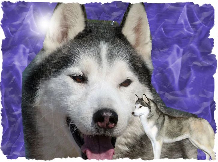 Photo of Tyvanki’s Apache Skye