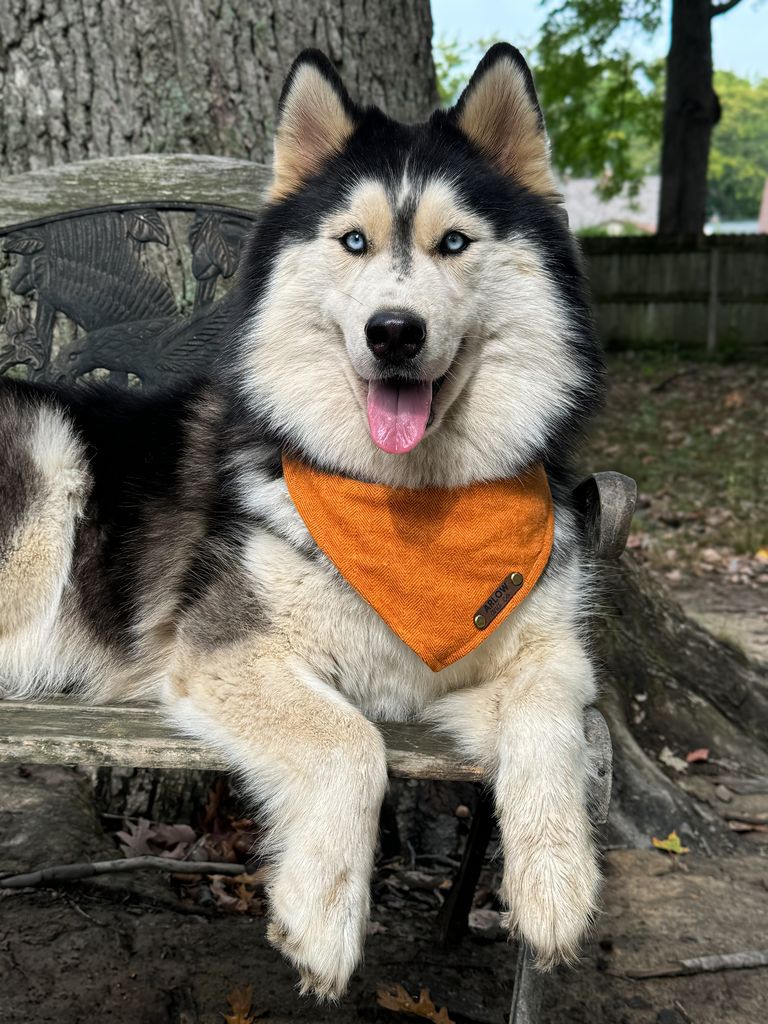 Photo of Sirius Siberians Spud, Sweat & Tears