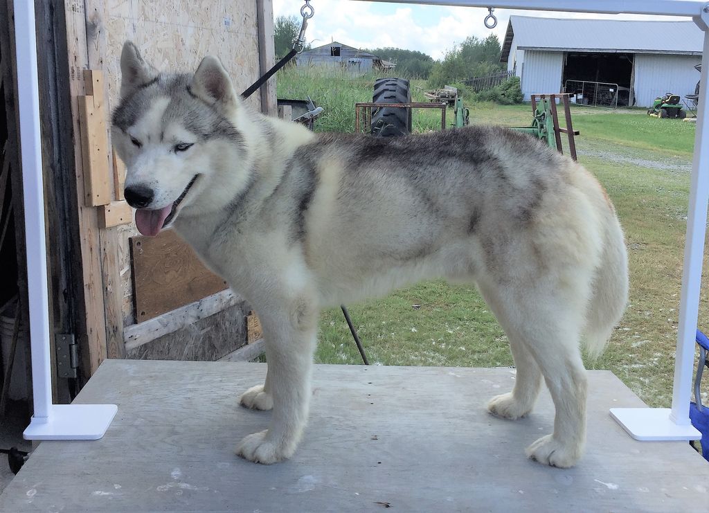 Photo of Arcticsun’s My Man Mercury