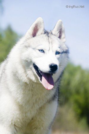Photo of Foxfire Hipnotic Poison