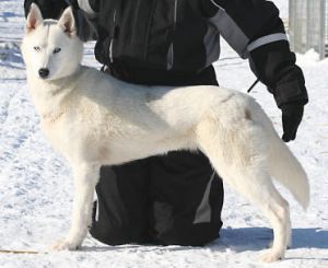 Photo of Moonrun’s Tanana