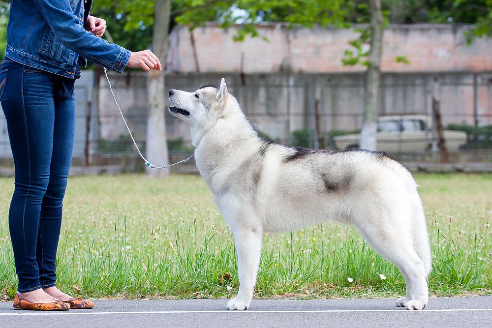 Photo of Siberian Miracle Jeremy Sunshine