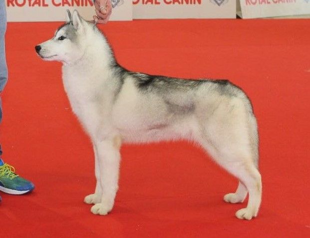 Photo of Duke Of Deboraska