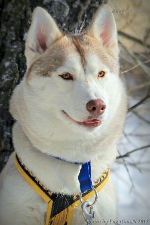 Photo of Whitebel Alisa Iz Zazerkaliya