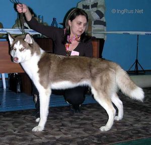 Photo of Akella Zoloto Severa