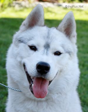 Photo of Husky Haven Estrada Cabrera