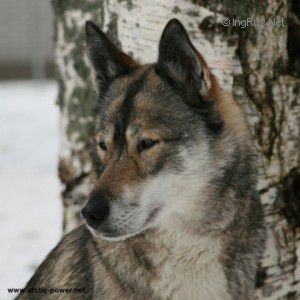 Photo of Wintry Enya