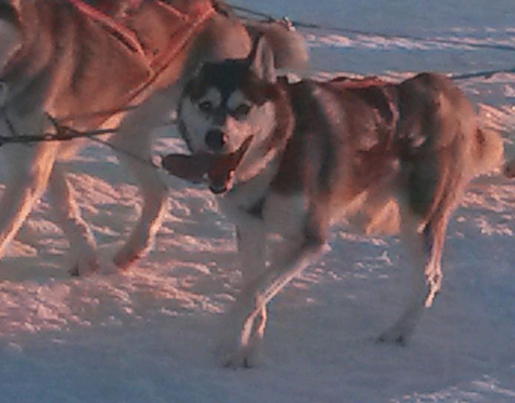 Photo of Moonrun's Ginger