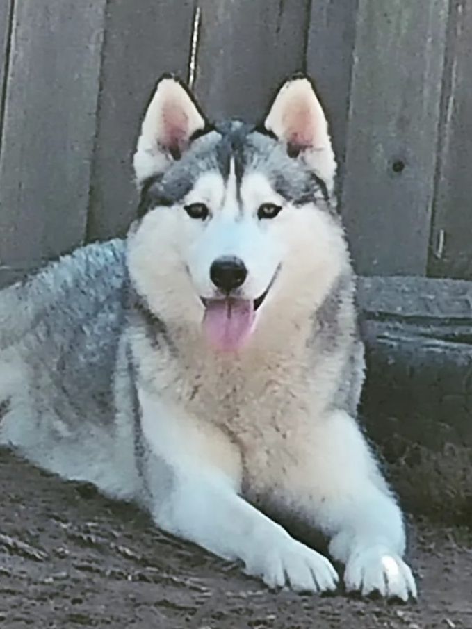 Photo of Dog Siberians Ártemis