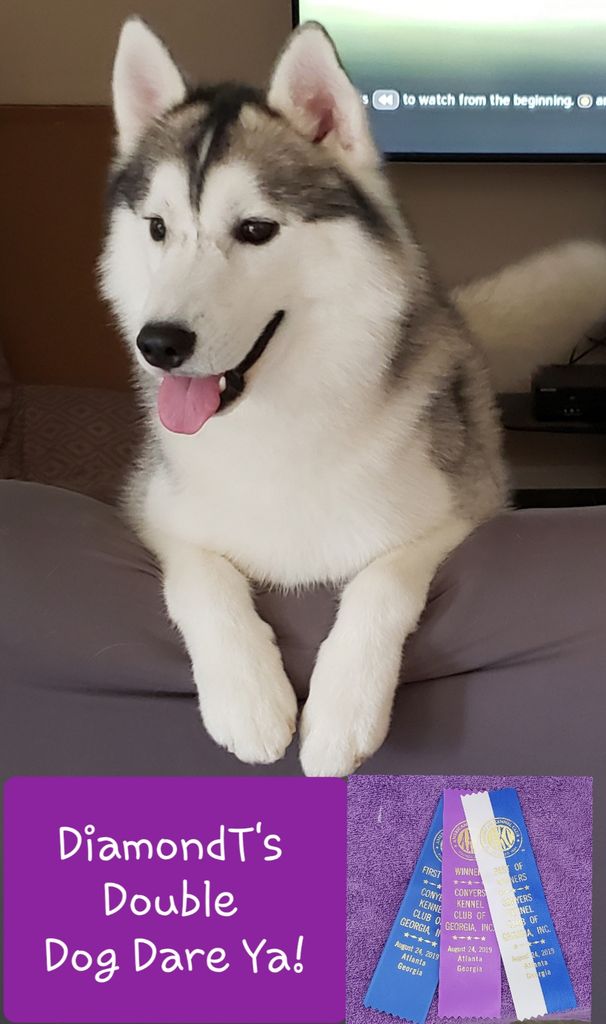 Photo of DiamondT’s Double Dog Dare Ya!