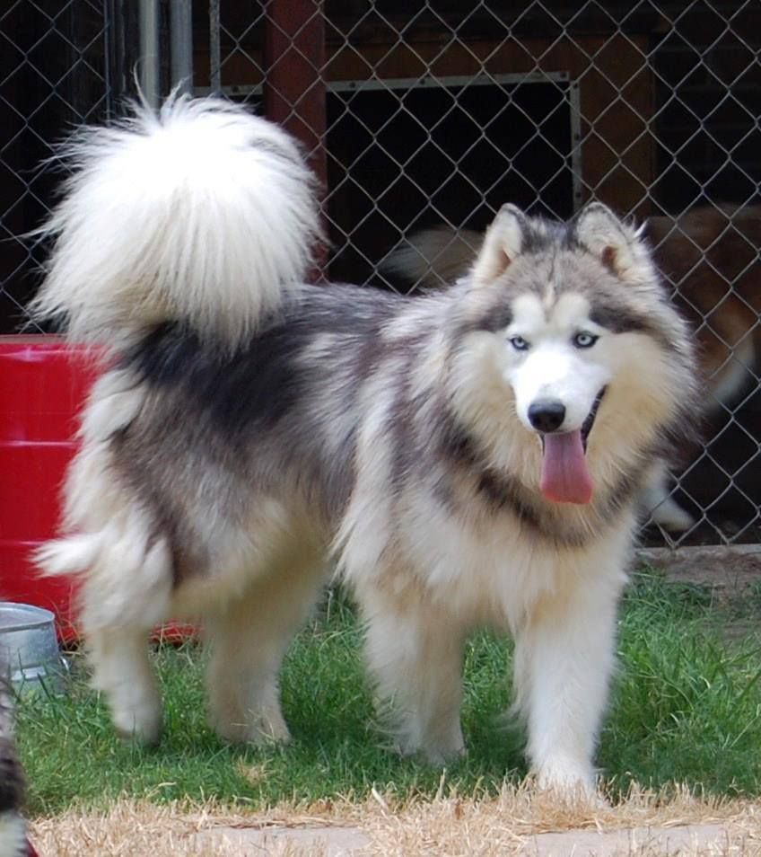 Photo of Timber Of Kodi’s Legacy