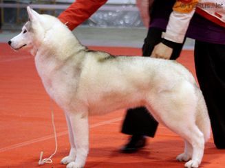 Photo of Misty May Of Siberian Lady