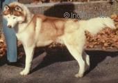 Photo of Arctic Rogue O’Innisfree