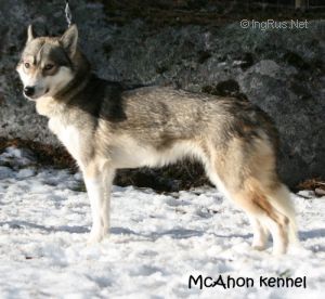 Photo of Mcahon Frigga