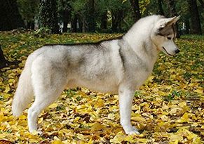 Photo of Tundrafoot’s Bern Baby Bern