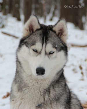Photo of Arctic Magic Bahmann Tina