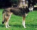 Photo of Volkovoj’s Lara
