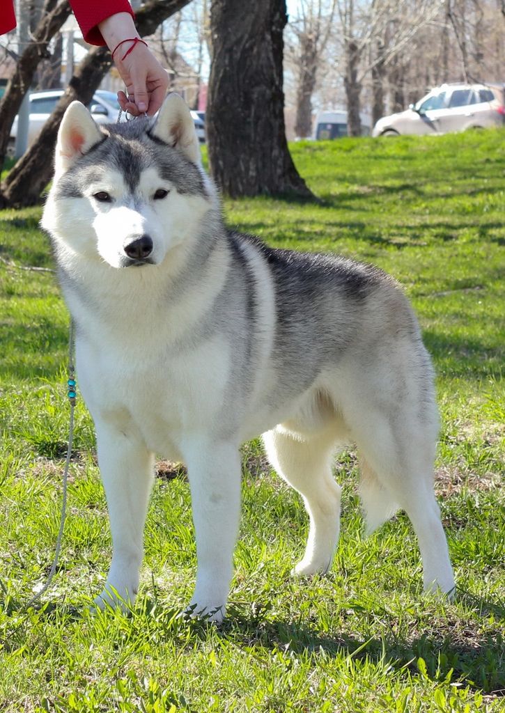 Photo of Zhamal of Siberian Country