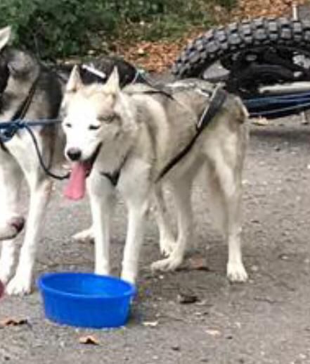 Photo of Akickstart ab Canis Polaris