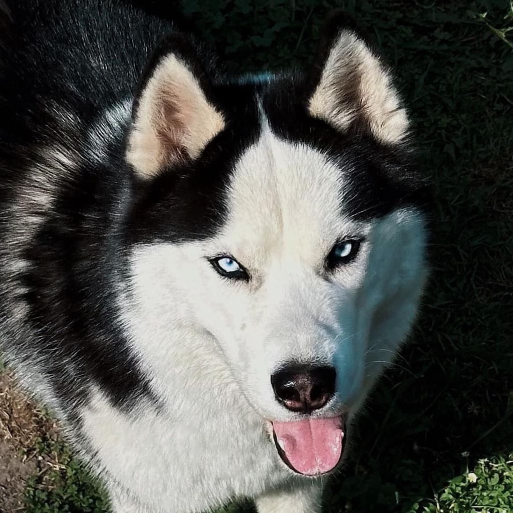 Photo of Wolf Leader Champagne Kiss