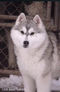 Photo of Karnovanda's Viktoriya