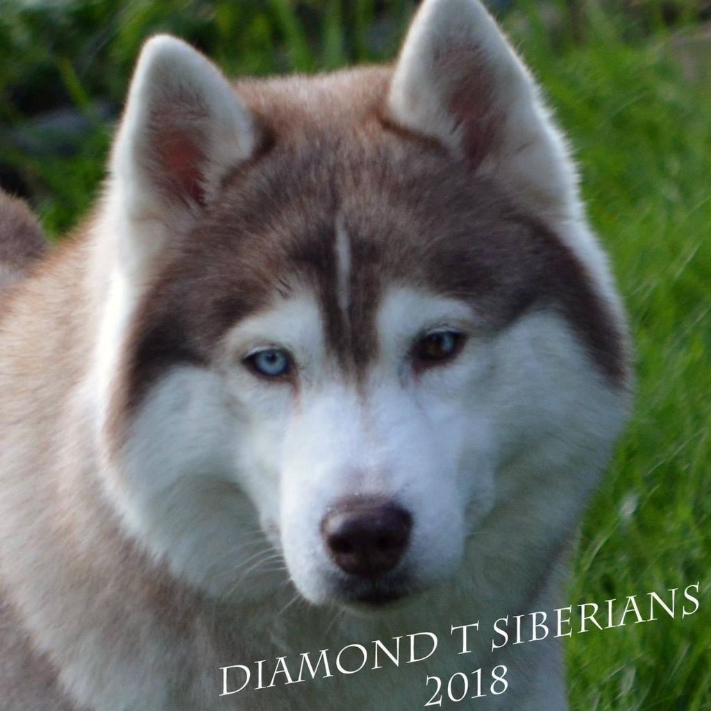 Photo of Diamondt’s Who Made Who