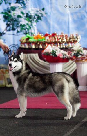 Photo of Asti Dog House Sayuri Blessed