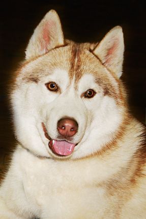 Photo of Arctic Magic Raider of Gold