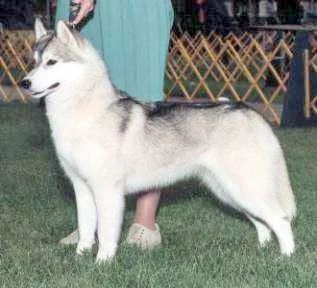 Photo of Silistra's Tradewind