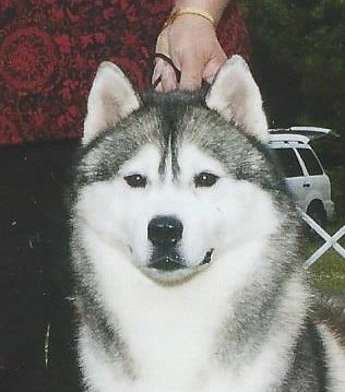 Photo of Kansa Fly Like An Eagle Of Snowbear